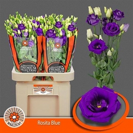 Eustoma rosita blue waalzicht