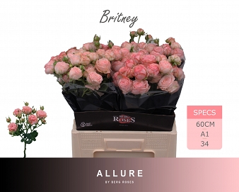 Róża tr britney 60/25 allure