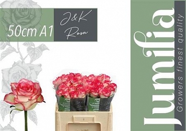 Róża jumilia 50/40 j&k roses