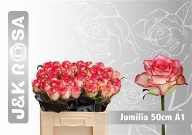 Róża jumilia 50/40 j&k roses