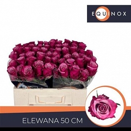 Róża elewana 50/60 equinox