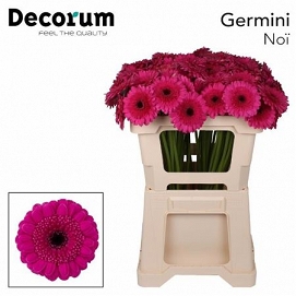 Gerbera mini noi