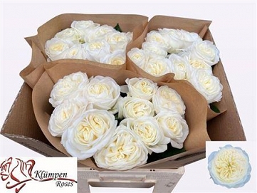 Róża chic white 60/30 klumpen