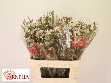 Chamelaucium rhiannon 80cm