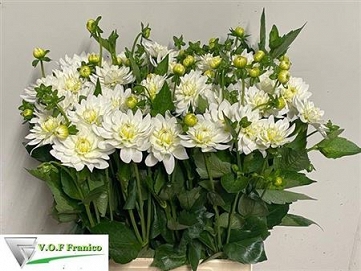Dahlia karma maa zwaan 70cm