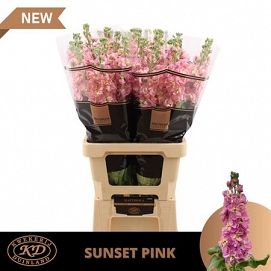 Matthiola milla pink 70cm