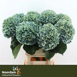 Hydrangea m mammoet cl 100cm bl