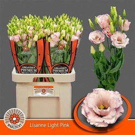 Eustoma lisanne light pink waalzicht