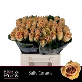 Róża salty carmel 40/60 florapura