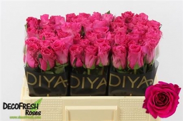 Róża primrose 50/60 diya