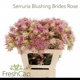 Serruria florida 60cm