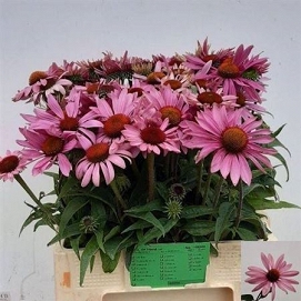 Echinacea souvenir red 65cm