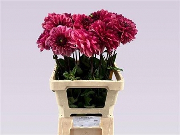 Dahlia ov 70cm