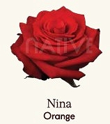 Róża eq nina 60/50