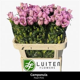 Campanula pearl pink 80cm
