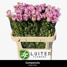 Campanula pearl pink 80cm