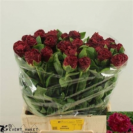 Paeonia henry bockstoce 60cm (30)