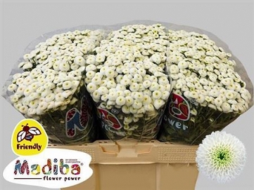 Chryzantema santini mad lumie white