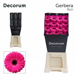 Gerbera gr rich