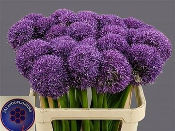 Alium globemaster 85cm