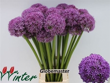 Alium globemaster 85cm