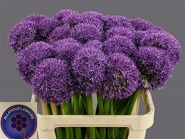 Alium globemaster 85cm