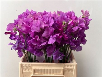 Lathyrus suns mauve 40cm
