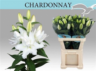 Lilium or du chardonnay 90cm 4pp