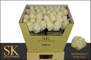 Róża avalanche 70/40 SK 