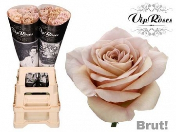 Róża brut 70/20 vip roses