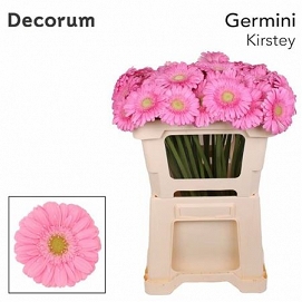 Gerbera mini kristey