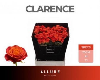 Róża clarence 70/40 allure