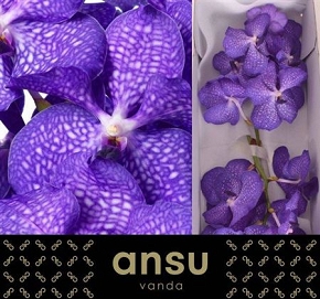 Vanda blue magic 16