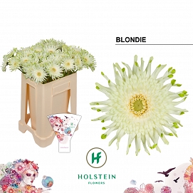 Gerbera kv pastini blondie