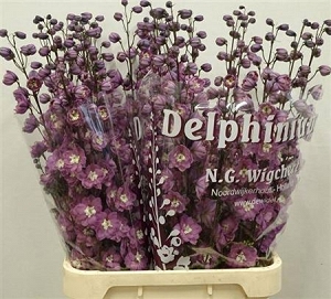 Delphinium du dew rita 100cm
