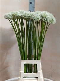 Alium mount everest white 90cm
