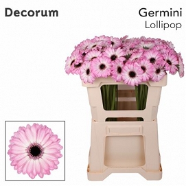 Gerbera mini lollipop 